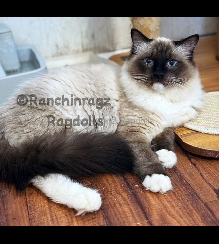 Seal Mitted Ragdoll