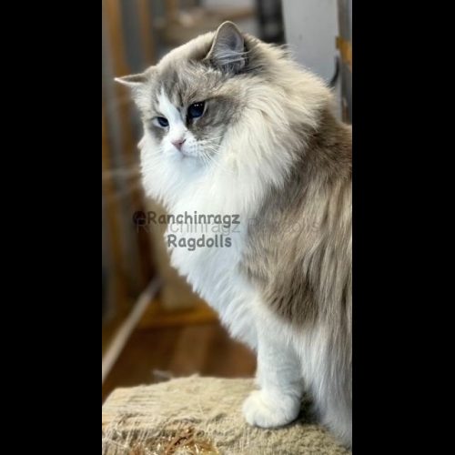 Blue Bicolor Lynx Ragdoll Cat