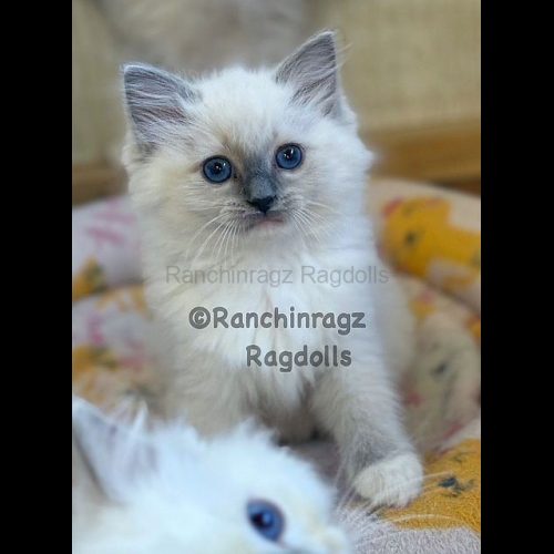 Blue Mitted Ragdoll cat