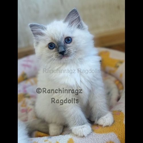 Blue Mitted Ragdoll cat