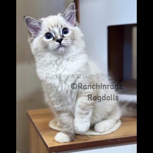 Seal Mitted Lynx Tabby Ragdoll cat