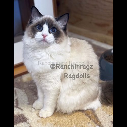 Seal Bicolor Traditional Ragdoll Cat