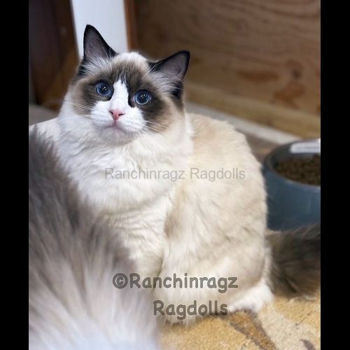 Seal Bicolor Traditional Ragdoll Cat