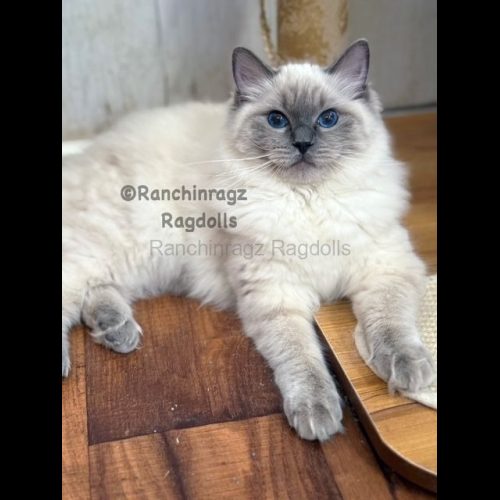 Bluepoint Rgadoll
