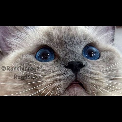 Bluepoint Rgadoll