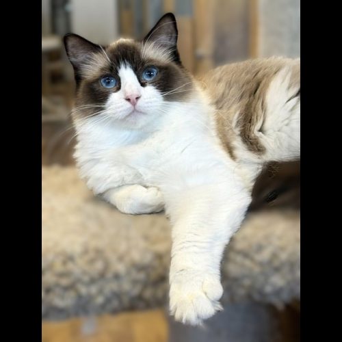 SEAL BICOLOR RAGDOLL