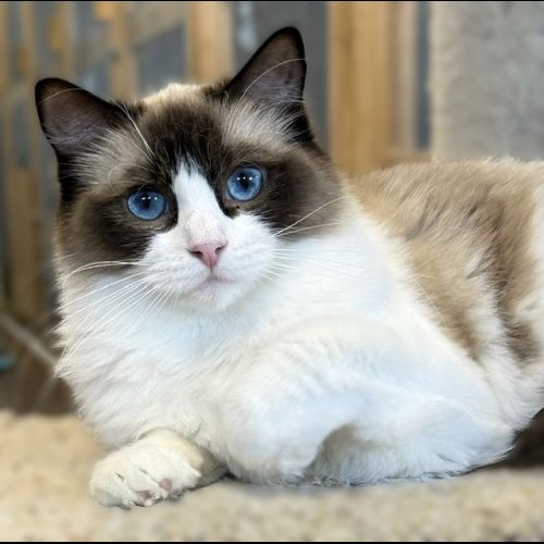 SEAL BICOLOR RAGDOLL