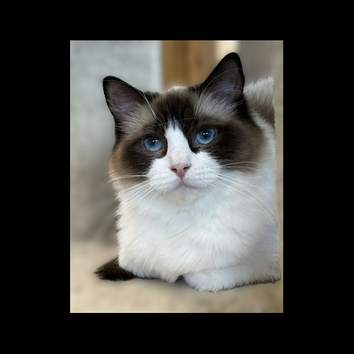 SEAL BICOLOR RAGDOLL