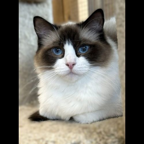 #image_title #attachment_caption #attachment_description Fluffy white cat with dark brown face and bright blue eyes, sitting on a beige carpet and looking at the camera.