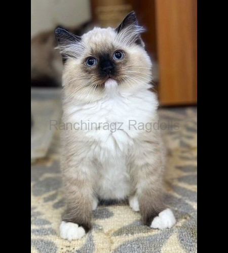 Seal Mitted Ragdoll