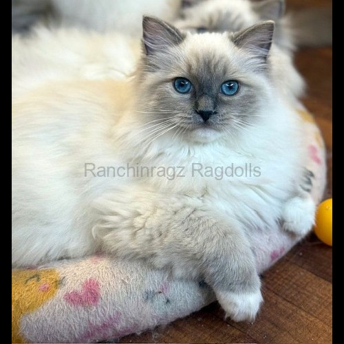 Blue Mitted Ragdoll cat