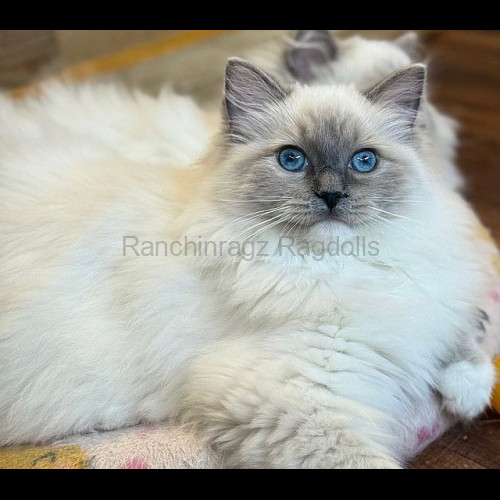Blue Mitted Ragdoll cat