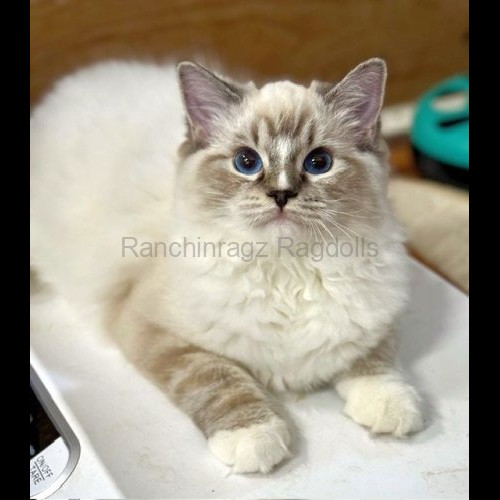 Seal Mitted Lynx Tabby Ragdoll cat