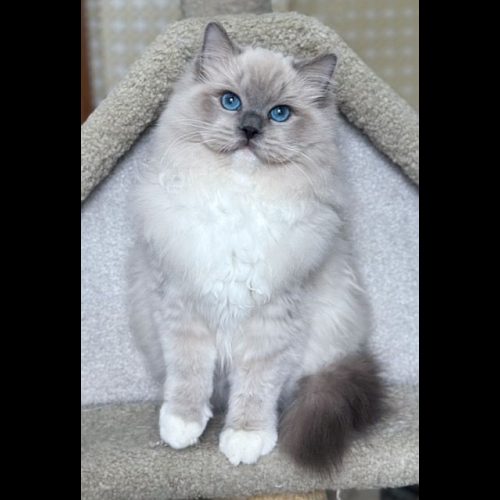 Blue Mitted Mink Ragdoll Cheribum Cat