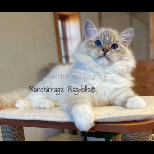 Blue Mitted Lynx Ragdoll Cat