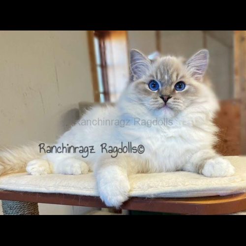 Blue Mitted Lynx Ragdoll Cat