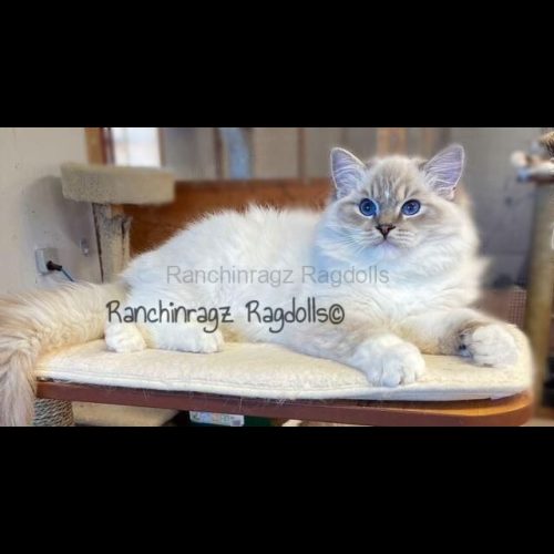 Blue Mitted Lynx Ragdoll Cat