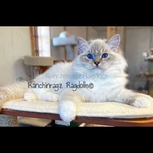 Blue Mitted Lynx Ragdoll Cat