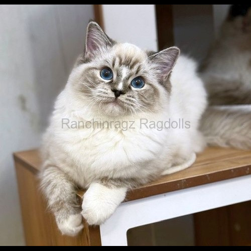 Seal Mitted Lynx Tabby Ragdoll cat
