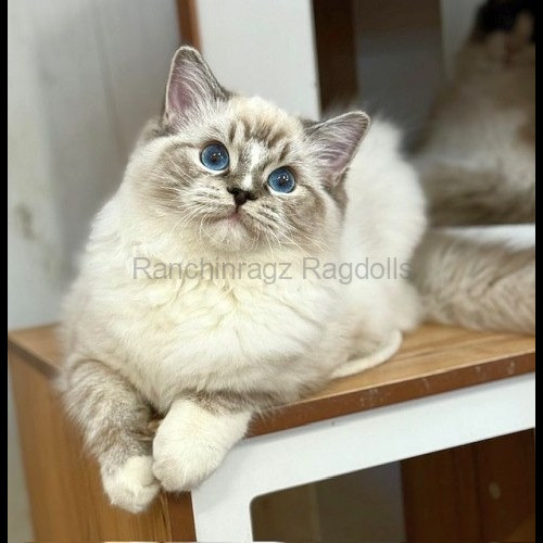 Seal Mitted Lynx Tabby Ragdoll cat