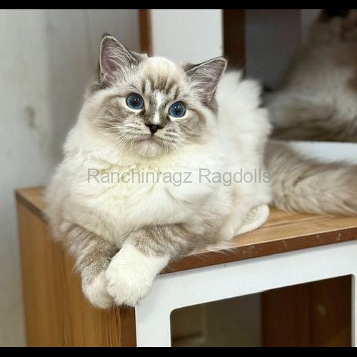 Seal Mitted Lynx Tabby Ragdoll cat