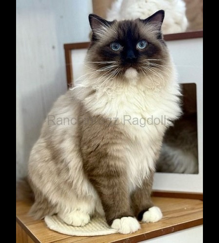Seal Mitted Ragdoll