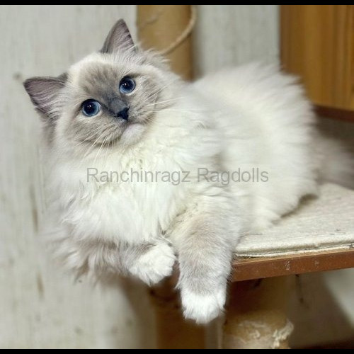 Blue Mitted Ragdoll cat