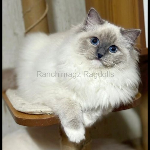 Blue Mitted Ragdoll cat
