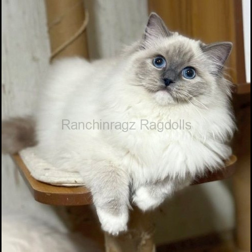 Blue Mitted Ragdoll cat