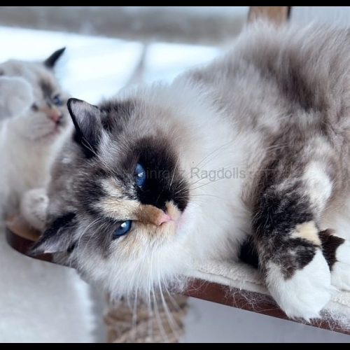 Seal Mitted Tortie Ragdoll Cat