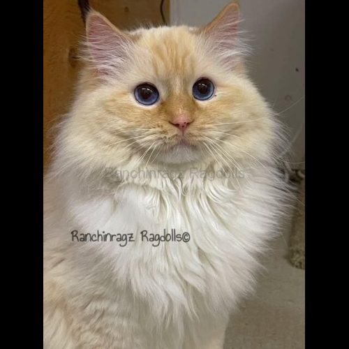 red flame mitted ragdoll