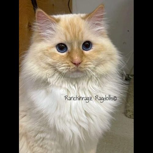 red mitted ragdoll
