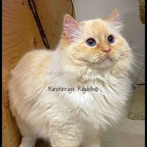 red mitted flame ragdoll