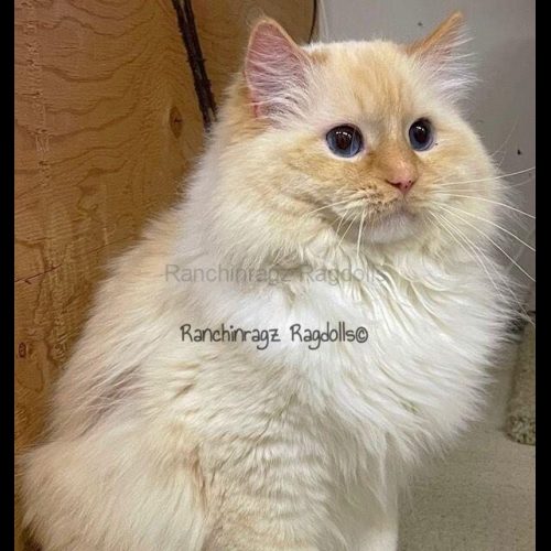 red mitted flame ragdoll