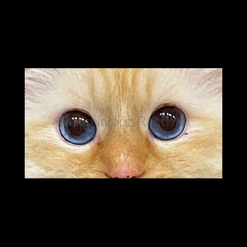 red mitted flame ragdoll