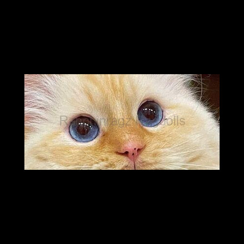 red mitted flame ragdoll