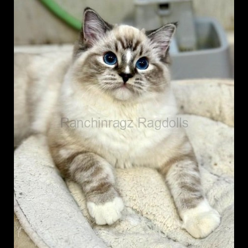 Seal Mitted Lynx Tabby Ragdoll cat