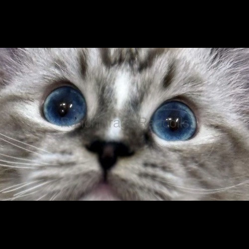 Seal Mitted Lynx Tabby Ragdoll cat