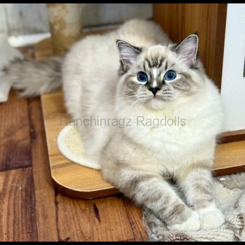 Seal Mitted Lynx Tabby Ragdoll cat