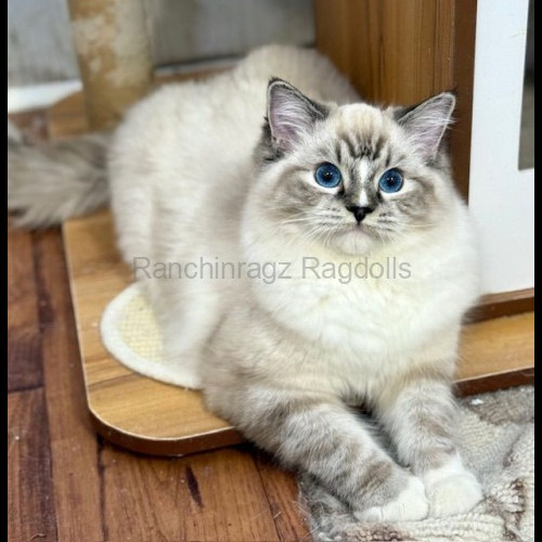 Seal Mitted Lynx Tabby Ragdoll cat