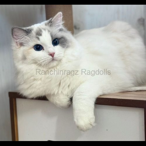Blue Bicolor Tortie Ragdoll cat