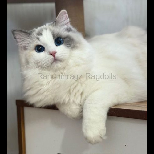 Blue Bicolor Tortie Ragdoll cat
