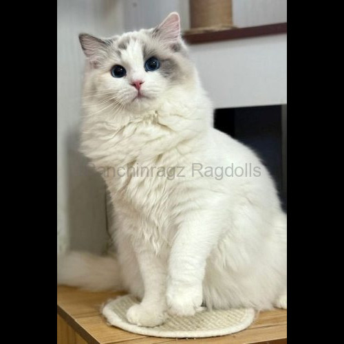 Blue Bicolor Tortie Ragdoll cat