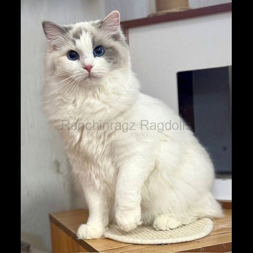 Blue Bicolor Tortie Ragdoll cat