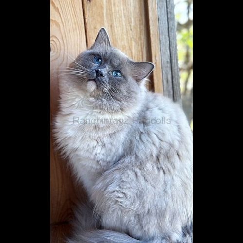 Blue Mitted Ragdoll Traditional Lines