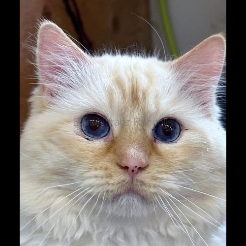red mitted flame ragdoll