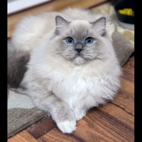 Blue Mitted Mink Ragdoll Cheribum Cat