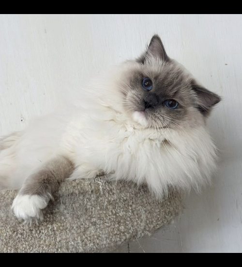 Blue Mitted Ragdoll Traditional Lines