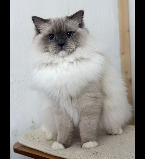 Blue Mitted Ragdoll Traditional Lines