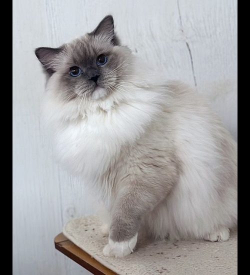 Blue Mitted Ragdoll Traditional Lines